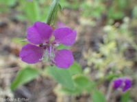 diamond-petal clarkia or farewell-to-spring (<em>Clarkia rhomboidea</em>)
