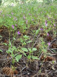 diamond-petal clarkia or farewell-to-spring (<em>Clarkia rhomboidea</em>)