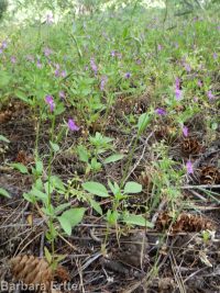 diamond-petal clarkia or farewell-to-spring (<em>Clarkia rhomboidea</em>)