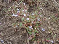 blue-eyed Mary (<em>Collinsia parviflora</em>)