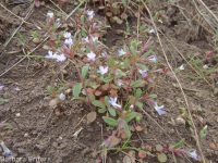 blue-eyed Mary (<em>Collinsia parviflora</em>)