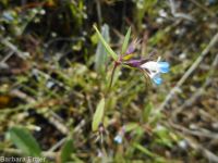 blue-eyed Mary (<em>Collinsia parviflora</em>)