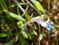 blue-eyed Mary (<em>Collinsia parviflora</em>)
