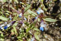 blue-eyed Mary (<em>Collinsia parviflora</em>)