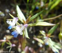 blue-eyed Mary (<em>Collinsia parviflora</em>)