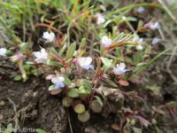 blue-eyed Mary (<em>Collinsia parviflora</em>)