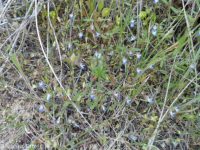 blue-eyed Mary (<em>Collinsia parviflora</em>)