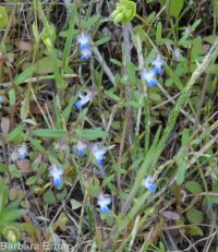 blue-eyed Mary (<em>Collinsia parviflora</em>)