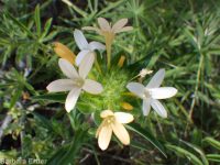 grand or largeflower collomia (<em>Collomia grandiflora</em>)