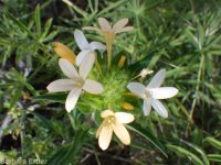 grand or largeflower collomia (<em>Collomia grandiflora</em>)