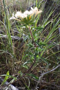 grand or largeflower collomia (<em>Collomia grandiflora</em>)