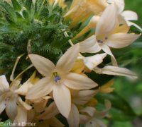 grand or largeflower collomia (<em>Collomia grandiflora</em>)