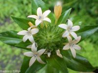 grand or largeflower collomia (<em>Collomia grandiflora</em>)