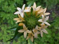 grand or largeflower collomia (<em>Collomia grandiflora</em>)