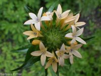 grand or largeflower collomia (<em>Collomia grandiflora</em>)