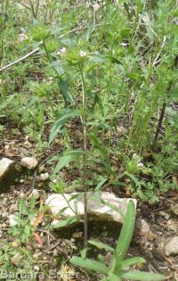 narrowleaf collomia, tiny trumpet (<em>Collomia linearis</em>)