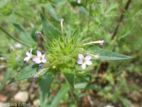 narrowleaf collomia, tiny trumpet (<em>Collomia linearis</em>)