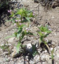 narrowleaf collomia, tiny trumpet (<em>Collomia linearis</em>)