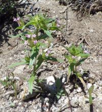 narrowleaf collomia, tiny trumpet (<em>Collomia linearis</em>)