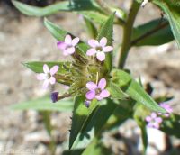 narrowleaf collomia, tiny trumpet (<em>Collomia linearis</em>)