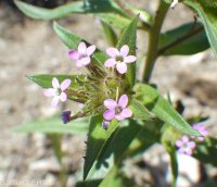 narrowleaf collomia, tiny trumpet (<em>Collomia linearis</em>)