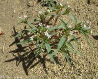 yellow-staining collomia (<em>Collomia tinctoria</em>)