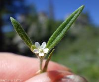 yellow-staining collomia (<em>Collomia tinctoria</em>)