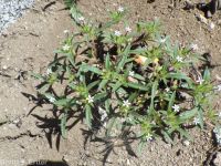 yellow-staining collomia (<em>Collomia tinctoria</em>)