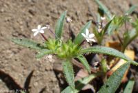 yellow-staining collomia (<em>Collomia tinctoria</em>)