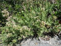 bastard toadflax (<em>Comandra umbellata ssp. pallida</em>)