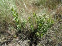 bastard toadflax (<em>Comandra umbellata ssp. pallida</em>)