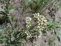 bastard toadflax (<em>Comandra umbellata ssp. pallida</em>)