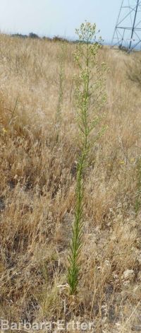 horseweed (<em>Conyza canadensis</em>)