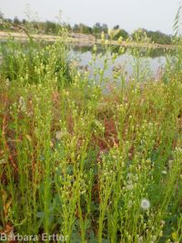 horseweed (<em>Conyza canadensis</em>)