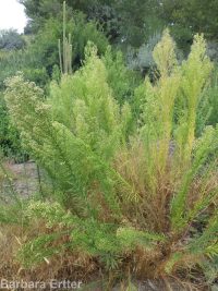 horseweed (<em>Conyza canadensis</em>)