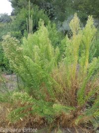 horseweed (<em>Conyza canadensis</em>)