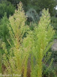 horseweed (<em>Conyza canadensis</em>)