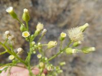 horseweed (<em>Conyza canadensis</em>)