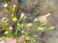horseweed (<em>Conyza canadensis</em>)