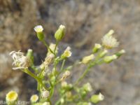 horseweed (<em>Conyza canadensis</em>)