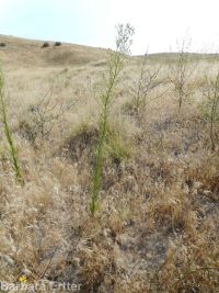 horseweed (<em>Conyza canadensis</em>)
