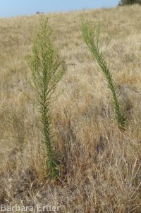 horseweed (<em>Conyza canadensis</em>)