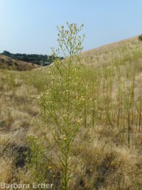 horseweed (<em>Conyza canadensis</em>)