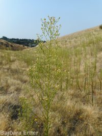 horseweed (<em>Conyza canadensis</em>)