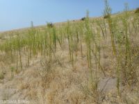 horseweed (<em>Conyza canadensis</em>)