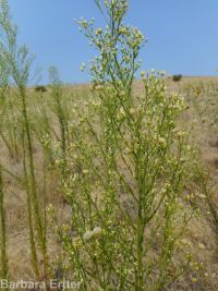 horseweed (<em>Conyza canadensis</em>)