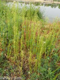 horseweed (<em>Conyza canadensis</em>)