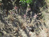 clustered or Yakima bird's-beak (<em>Cordylanthus capitatus</em>)