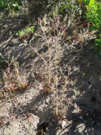 clustered or Yakima bird's-beak (<em>Cordylanthus capitatus</em>)