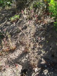 clustered or Yakima bird's-beak (<em>Cordylanthus capitatus</em>)